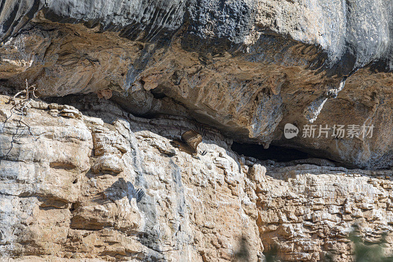 Eurasian griffon vulture couple (Gyps fulvus) in Capolat cliffs, Berguedà. Barcelona province.